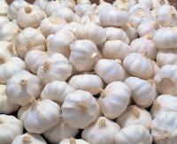 Fresh Garlic 500g